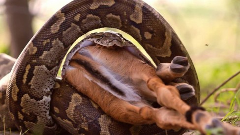 Como cobras Píton podem engolir animais enormes? - Olhar Digital