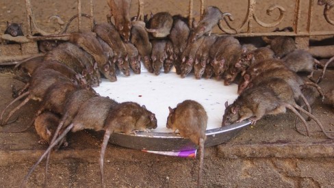 Exército de ratos: Índia fica inundada de ratos a cada 50 anos