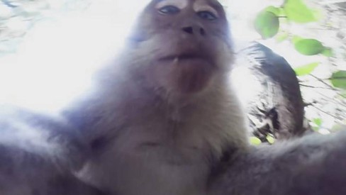 Macaco furta câmera de turista e tira autorretrato; veja vídeo - Animais -  Extra Online