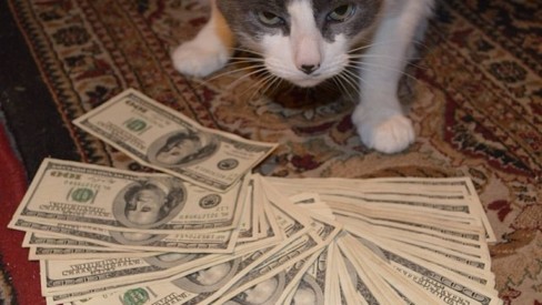 Coloque algum dinheiro no gatinho com Cats and Cash!