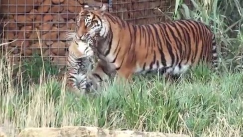 Jardim Zoológico inglês alvo de críticas por cobrar jogo da corda com leões  e tigres – Observador