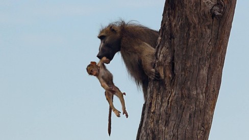 280 melhor ideia de Filhote de macaco