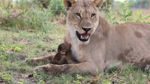 Mamãe MACACO carrega FILHOTE que MORREU! #bichos #biologia