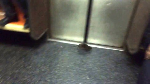 FLAGRANTE! RATO ENORME INVADE METRÔ DE NY! 