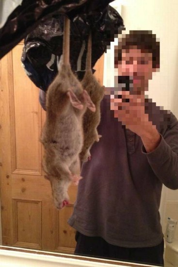 G1 - 'Rato monstruoso' é capturado em propriedade na Inglaterra - notícias  em Planeta Bizarro