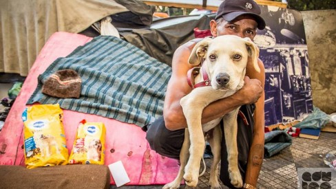 Amizade Pet As 20 raças de cães peludos: conheça os amigos de