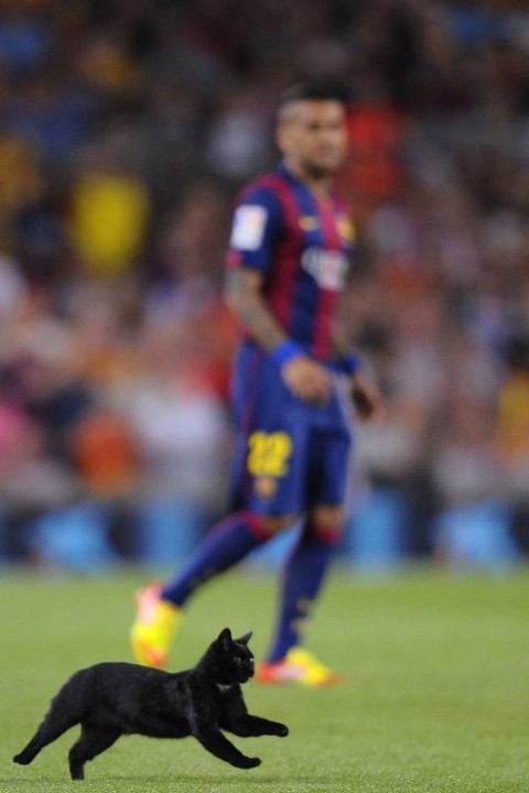 Em jogo do Barcelona, gato preto rouba a cena e invade o gramado - Esporte  - Extra Online