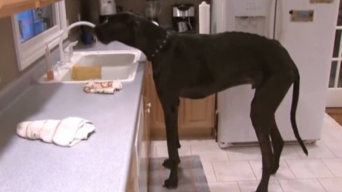 Morre maior cachorro do mundo, nos Estados Unidos, com 1,12m e 70kg - Mundo  - Extra Online