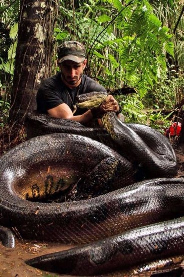 A verdade sobre o vídeo da cobra gigante que rodou o mundo • DOL