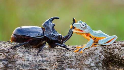 Menor rodeio do mundo: Série de fotos mostra um sapo montando um besouro –  Vírgula