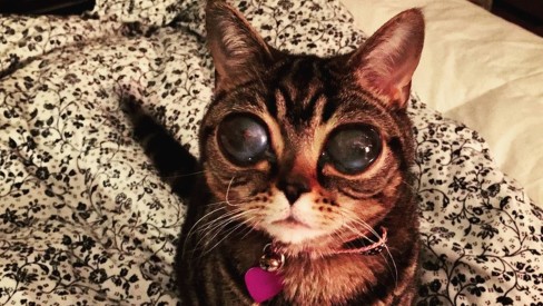 Gatinho Alienígena Com Três Olhos Cinza Imagem de Stock - Imagem