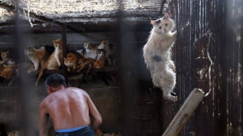 Yulin. O festival de carne de cão que indigna a maioria dos chineses