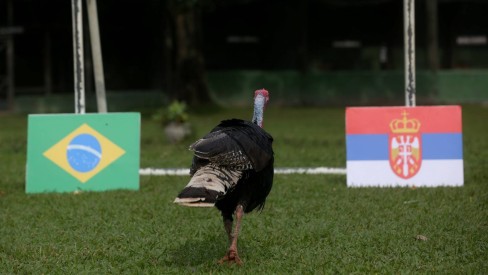 Brasil x Sérvia: as previsões dos 'animais videntes' para o jogo, Comportamento