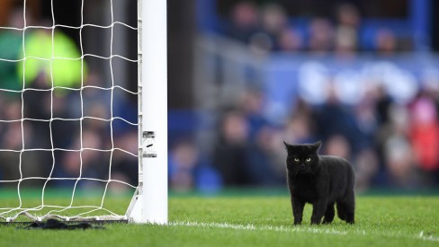 Gato Net Futebol