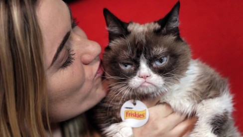 Grumpy Cat: gata rabugenta que virou meme na internet morre nos