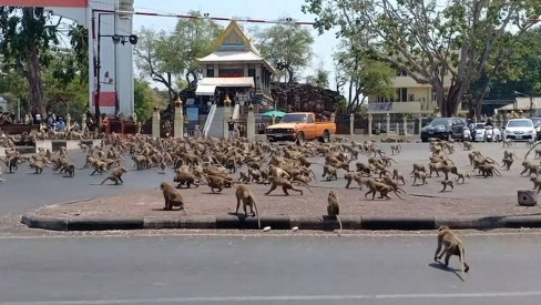 Família de macacos engraçados, Phuket Town Gypsy - Tailândia