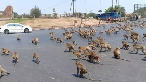 Família de macacos engraçados, Phuket Town Gypsy - Tailândia