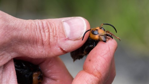 Vespa gigante - Portal de Zoologia