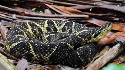 Veneno de serpente tem proteínas com potencial farmacológico