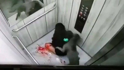 Vídeo: em ataque brutal, pit-bull fica pendurado em lábio de