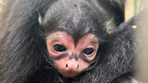 Macaco aranha no Zoosafari, Mamãe Macaco aranha e filhote n…