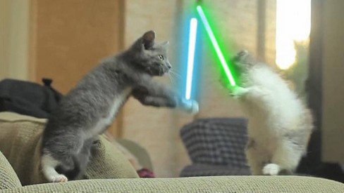 Gatos fofos brincam de Star Wars em vídeo na Internet