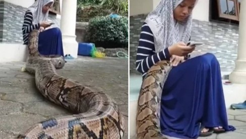 Papo de Cobra on X: Quer ver uma píton real (ou vários outros animais)  dentro da sua casa? A realidade virtual te permite. Basta colocar o nome do  animal na busca do