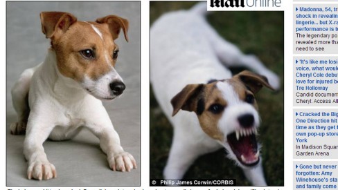 Homem encontra rato do tamanho de um cachorro no quintal de casa, na  Inglaterra - Mundo - Extra Online