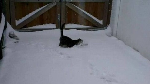 GATOS na NEVE pela primeira vez ❄️🐈 (Vídeos FOFOS) 