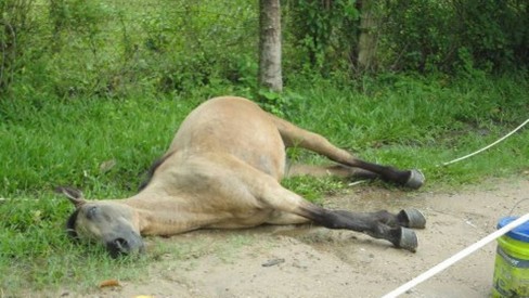 Descarga elétrica mata cavalo e deixa homem ferido na zona rural de  Cachoeira - Revista Recôncavo