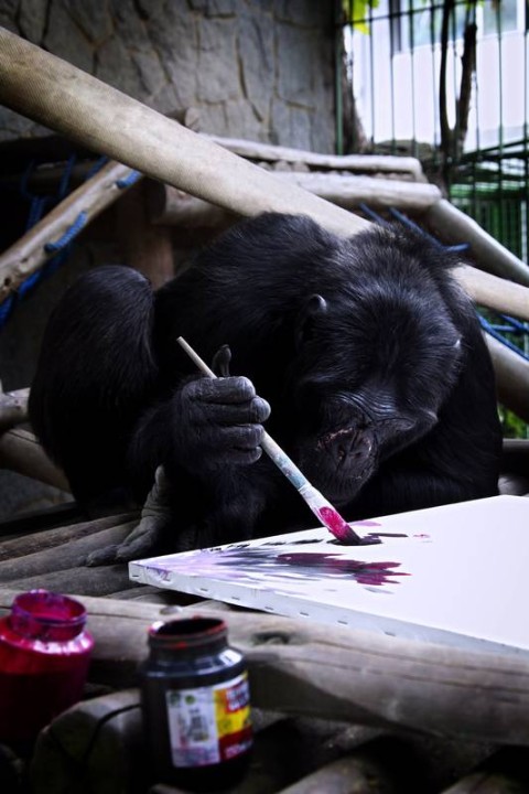 Macaco Chimpanzé Fêmea com Filhote