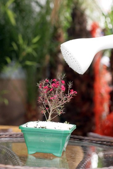 Jardim sem segredos: aprenda a cuidar de bonsais - Decorao - Extra Online