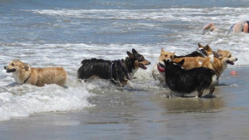 Evento reúne mais de 600 cães da raça corgi em uma praia da Califórnia -  Portal do Dog