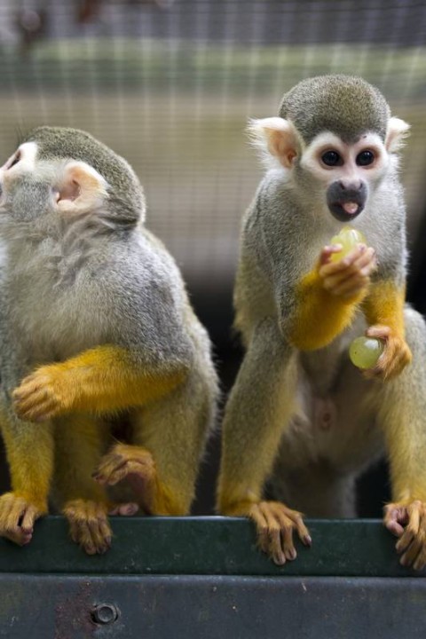Macacos fashionistas são a nova sensação nos Estados Unidos - Animais -  Extra Online