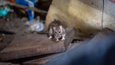 Comendo com ratos': por que Nova York está sofrendo com invasão de roedores  - BBC News Brasil