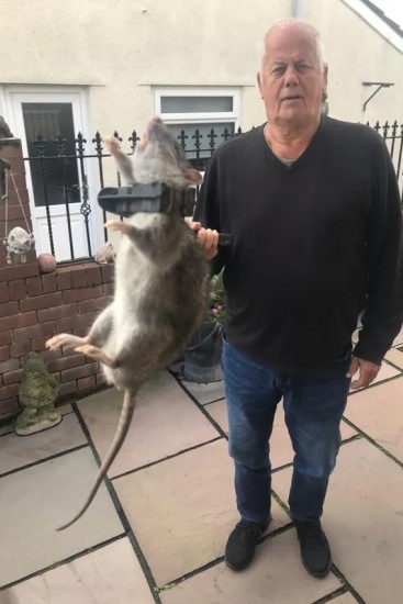 Homem encontra rato do tamanho de um cachorro no quintal de casa
