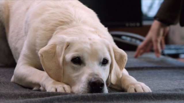 O casal Clay Lonnergan e Olive Greene estão no processo de divórcio e decidindo com o que cada um vai ficar após a separação. Tudo ia bem até que o assunto passou a ser a custódia de seu amado cão de estimação: nenhum dos dois quer abrir mão dessa companhia e eles farão de tudo para não perder o animal.